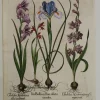 Neuve avec étiquette Antiquarian Print Shop Botanicals, Besler Basilus, Iris Bulbosa Flore And 2 Gladiolus, C1613 7