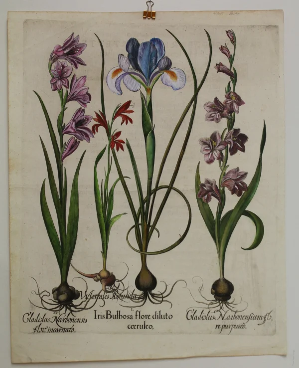 Neuve avec étiquette Antiquarian Print Shop Botanicals, Besler Basilus, Iris Bulbosa Flore And 2 Gladiolus, C1613 1