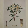 Antiquarian Print Shop Botanical, Brown John Ednie, Eucalyptus Gracilis, Chromolithograph, 1882-1890 dernières 5