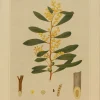 se précipiter pour acheter Antiquarian Print Shop Botanical, Brown John Ednie, Acacia Notabilis, Chromolithograph, 1882-1890 5