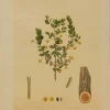 Antiquarian Print Shop Botanical, Brown John Ednie, Acacia Spilleriana, Chromolithograph, 1882-1890 magasins pas chers 7