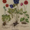 styles dernier cri Antiquarian Print Shop Botanicals, Besler Basilus, Anenome Tenufolia Flore, + 2 Varieties , C1613 7