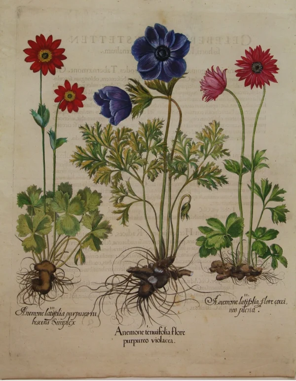 styles dernier cri Antiquarian Print Shop Botanicals, Besler Basilus, Anenome Tenufolia Flore, + 2 Varieties , C1613 1