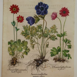 styles dernier cri Antiquarian Print Shop Botanicals, Besler Basilus, Anenome Tenufolia Flore, + 2 Varieties , C1613 6