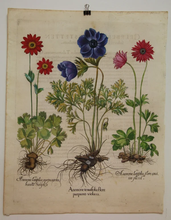 styles dernier cri Antiquarian Print Shop Botanicals, Besler Basilus, Anenome Tenufolia Flore, + 2 Varieties , C1613 3