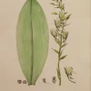 Antiquarian Print Shop ASTROLABE: Botanical, Dendrobium Macrophyllum, Flore De La Australis, TASTU, J, Paris, 1826-1829, Copperplate Engraving Livraison rapide 7