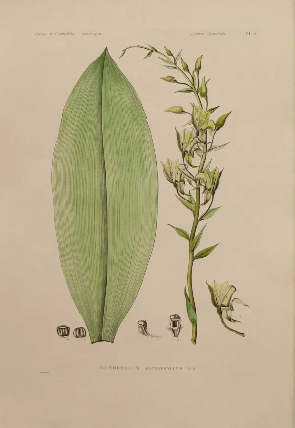 Antiquarian Print Shop ASTROLABE: Botanical, Dendrobium Macrophyllum, Flore De La Australis, TASTU, J, Paris, 1826-1829, Copperplate Engraving Livraison rapide 1