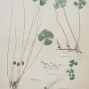 Antiquarian Print Shop Botanical, Marsilea, (aquatic Fern) By Frederick Manson Bailey magasin solde 7