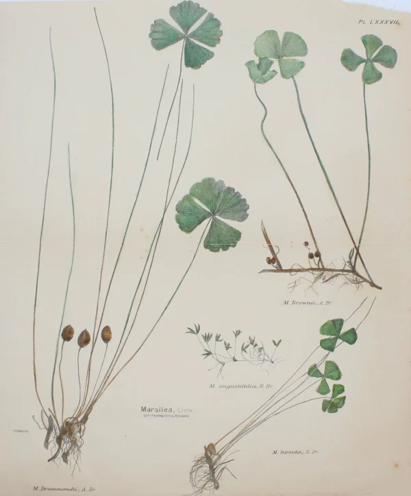 Antiquarian Print Shop Botanical, Marsilea, (aquatic Fern) By Frederick Manson Bailey magasin solde 1