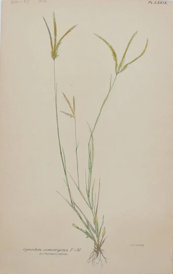 Officielle Antiquarian Print Shop Botanical, Cynodon Convergens, By Frederick Manson Bailey 1