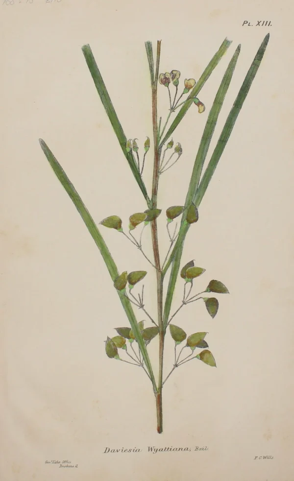 site pas cher Antiquarian Print Shop Botanical, Daviesia Wyattiana, By Frederick Manson Bailey 1