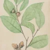 Antiquarian Print Shop Botanical, Maba, By Frederick Manson Bailey Retour Facile et Gratuit 7