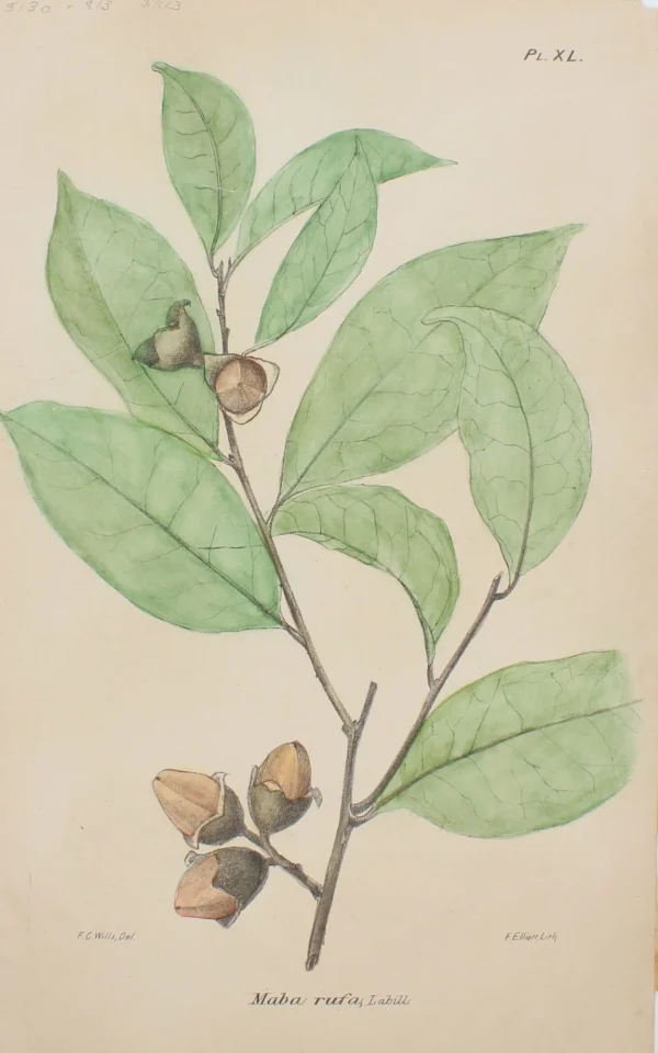 Antiquarian Print Shop Botanical, Maba, By Frederick Manson Bailey Retour Facile et Gratuit 1