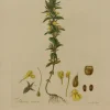 Top ventes Antiquarian Print Shop Botanical, Curtis William, Bartsia Viscosa, Flora Londinensis, C1817 7