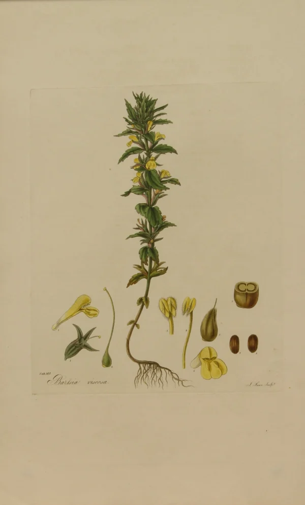 Top ventes Antiquarian Print Shop Botanical, Curtis William, Bartsia Viscosa, Flora Londinensis, C1817 1