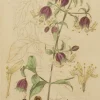 Antiquarian Print Shop Botanical, Baxter William, Berry Bearing Campion, 1840-1843 mode 7