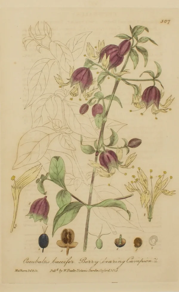 Antiquarian Print Shop Botanical, Baxter William, Berry Bearing Campion, 1840-1843 mode 1