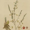 Antiquarian Print Shop Botanical, Baxter William, Common Asparagus, 1840-1843 jusqu'à 5