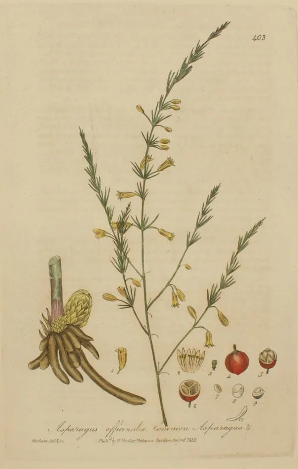 Antiquarian Print Shop Botanical, Baxter William, Common Asparagus, 1840-1843 jusqu'à 1