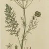 grossiste Antiquarian Print Shop Botanical, Baxter William, Common Caraway, 1840-1843 5