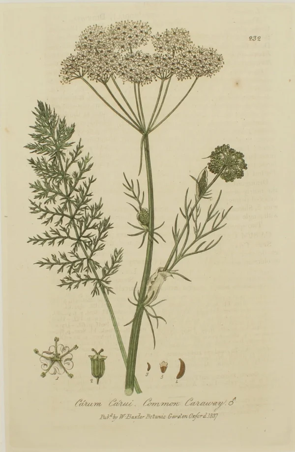 grossiste Antiquarian Print Shop Botanical, Baxter William, Common Caraway, 1840-1843 1