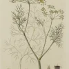 Retour Gratuit Antiquarian Print Shop Botanical, Baxter William, Common Fennel,1840-1843 5