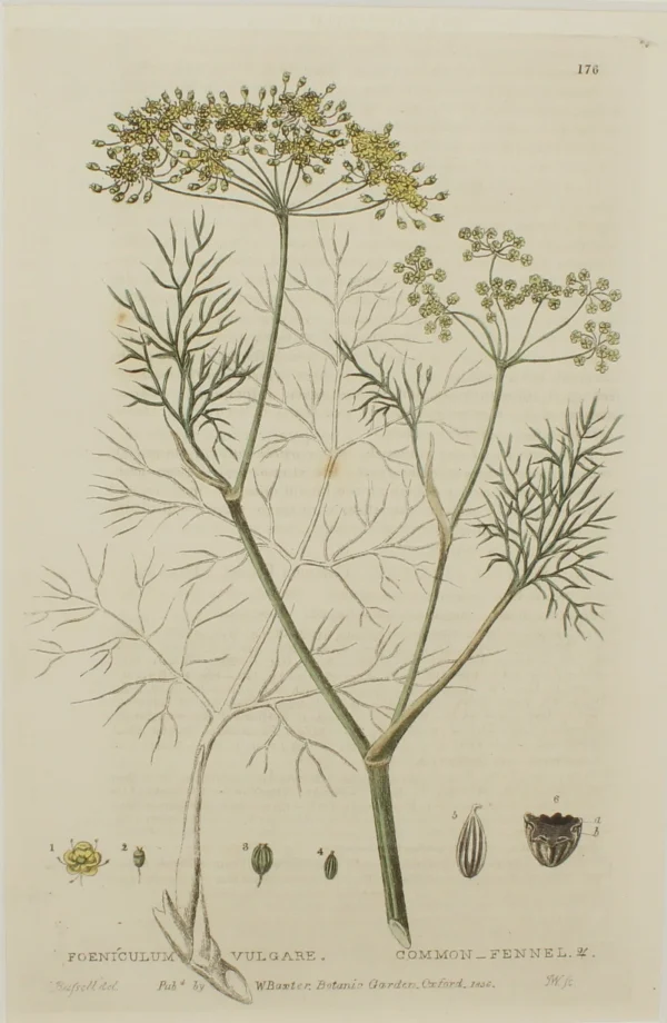 Retour Gratuit Antiquarian Print Shop Botanical, Baxter William, Common Fennel,1840-1843 1