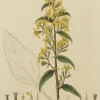 Antiquarian Print Shop Botanical, Baxter William, Common Golden Rod,1840-1843 achetez 7