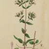 Antiquarian Print Shop Botanical, Baxter William, Common Marjoram,1840-1843 Achat 7