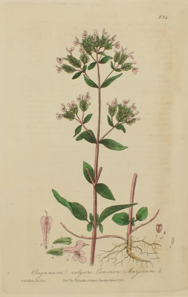 Antiquarian Print Shop Botanical, Baxter William, Common Marjoram,1840-1843 Achat 1