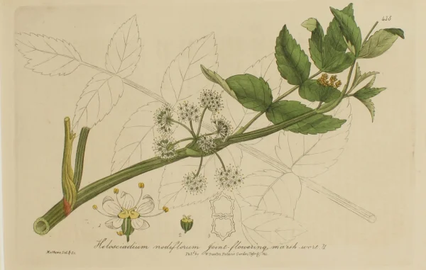 REMISE Antiquarian Print Shop Botanical, Baxter William, Joint-Flowering Marsh-Wort, 1840-1843 1