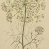 grossiste en ligne Antiquarian Print Shop Botanical, Baxter William, The Hogs Fennel, 1840-1843 5