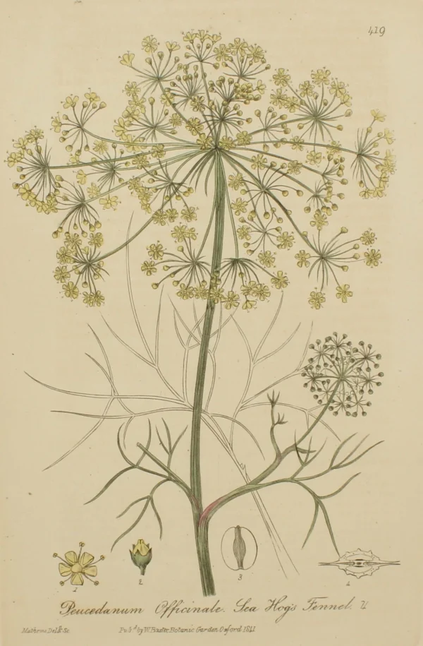 grossiste en ligne Antiquarian Print Shop Botanical, Baxter William, The Hogs Fennel, 1840-1843 1