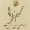 acheter en ligne Antiquarian Print Shop Botanical, Baxter William, Mountain Oxytropis, 1840-1843 7