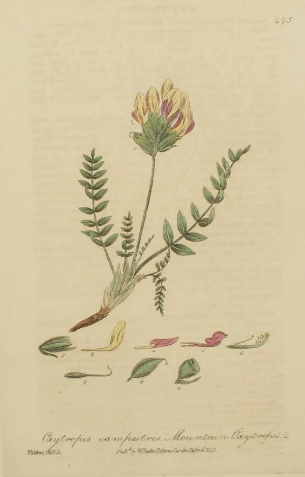 acheter en ligne Antiquarian Print Shop Botanical, Baxter William, Mountain Oxytropis, 1840-1843 1