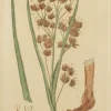 marque pas cher Antiquarian Print Shop Botanical, Baxter William, Prickly Twig-Rush, 1840-1843 5