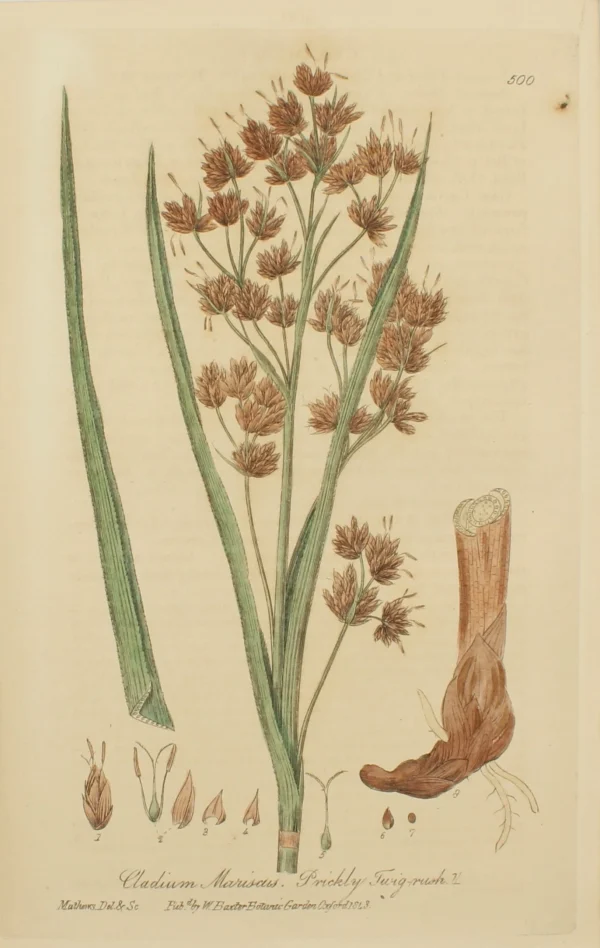 marque pas cher Antiquarian Print Shop Botanical, Baxter William, Prickly Twig-Rush, 1840-1843 1