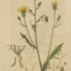 Antiquarian Print Shop Botanical, Baxter William, Stinking Borkhausia, 1840-1843 en promotion 7