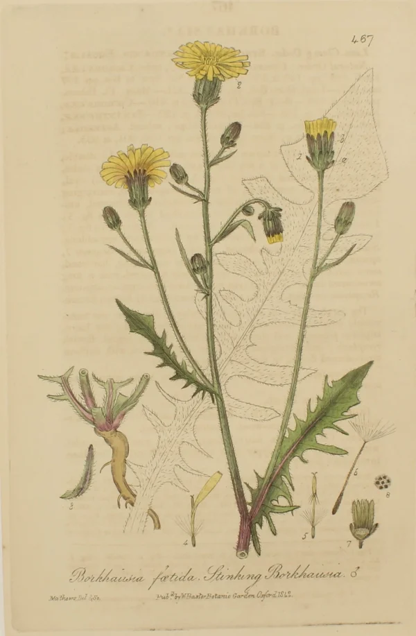 Antiquarian Print Shop Botanical, Baxter William, Stinking Borkhausia, 1840-1843 en promotion 1