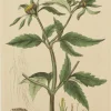 Antiquarian Print Shop Botanical, Baxter William, Trifid Bur-Marigold, 1840-1843 Nouveau 5