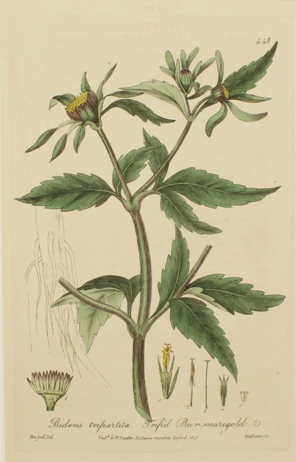 Antiquarian Print Shop Botanical, Baxter William, Trifid Bur-Marigold, 1840-1843 Nouveau 1