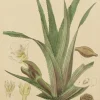 marques de renommée Antiquarian Print Shop Botanical, Baxter William, Water Soldier, 1840-1843 5