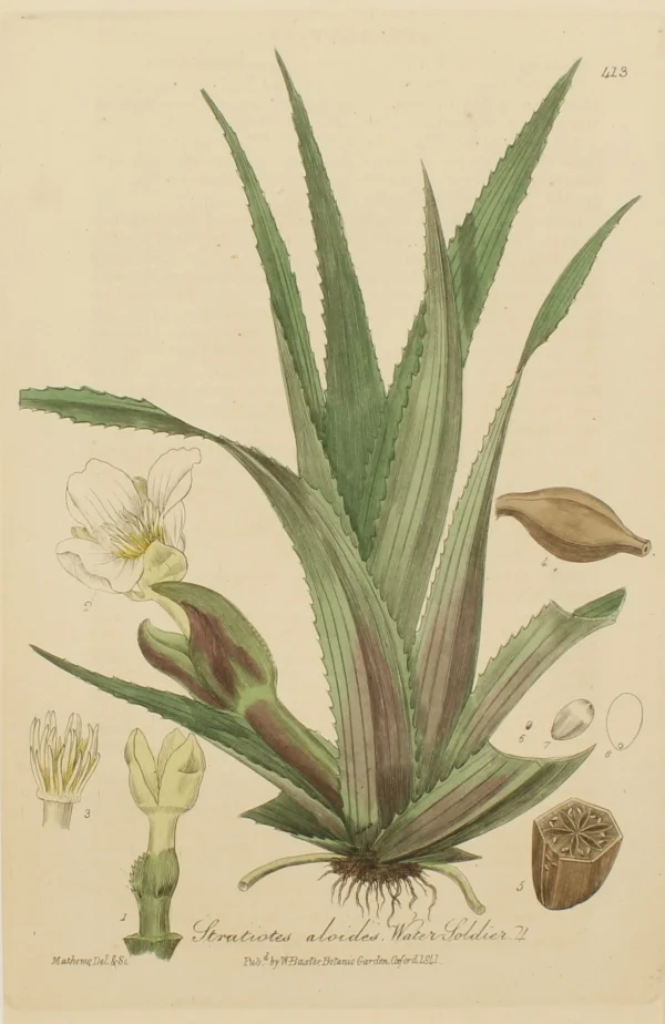 marques de renommée Antiquarian Print Shop Botanical, Baxter William, Water Soldier, 1840-1843 1