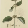 Antiquarian Print Shop Botanical, Baxter William, White Horehound, 1840-1843 Livraison Standard/Rapide 7