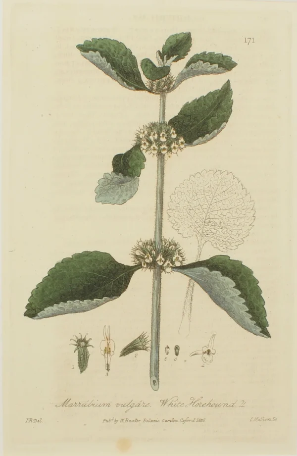 Antiquarian Print Shop Botanical, Baxter William, White Horehound, 1840-1843 Livraison Standard/Rapide 1