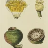 magasin en ligne Antiquarian Print Shop Botanical, Baxter William, White Waterlily, 1840-1843 7