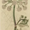 mode pas cher Antiquarian Print Shop Botanical, Baxter William, Wild Angelica, 1840-1843 7