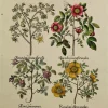 Antiquarian Print Shop Botanicals, Besler Basilus, Roses, C1613, Hand Coloured Reproduction magasin pas cher 7