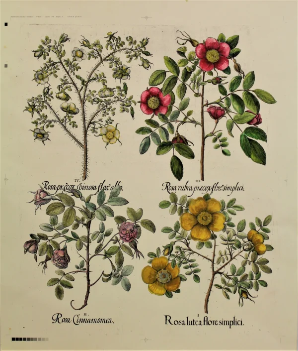 Antiquarian Print Shop Botanicals, Besler Basilus, Roses, C1613, Hand Coloured Reproduction magasin pas cher 1