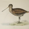 Antiquarian Print Shop Bird: Morris Beverley Robinson, Sabine’s Snipe, 1855, Matted qualité supérieure 7